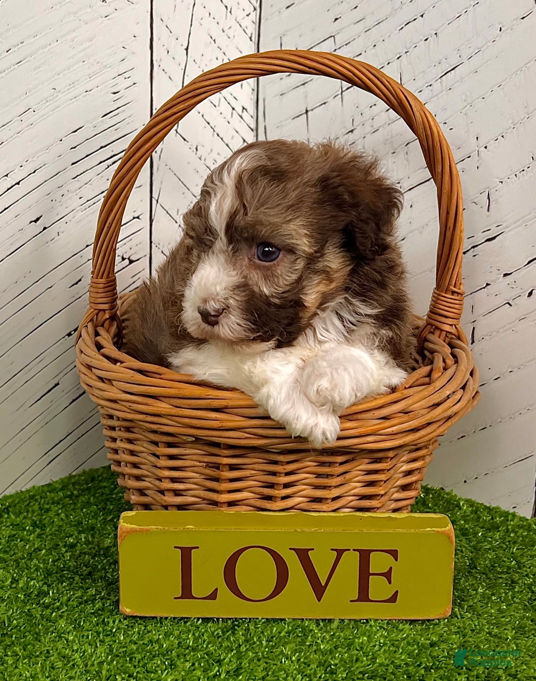 Havanese dogs for sale: Rascal - Ad 7