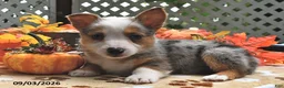 Welsh Corgi Pembroke dogs for sale: Buster  - Ad 1