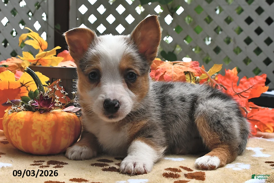 Welsh Corgi Pembroke dogs for sale: Buster  - Ad 1