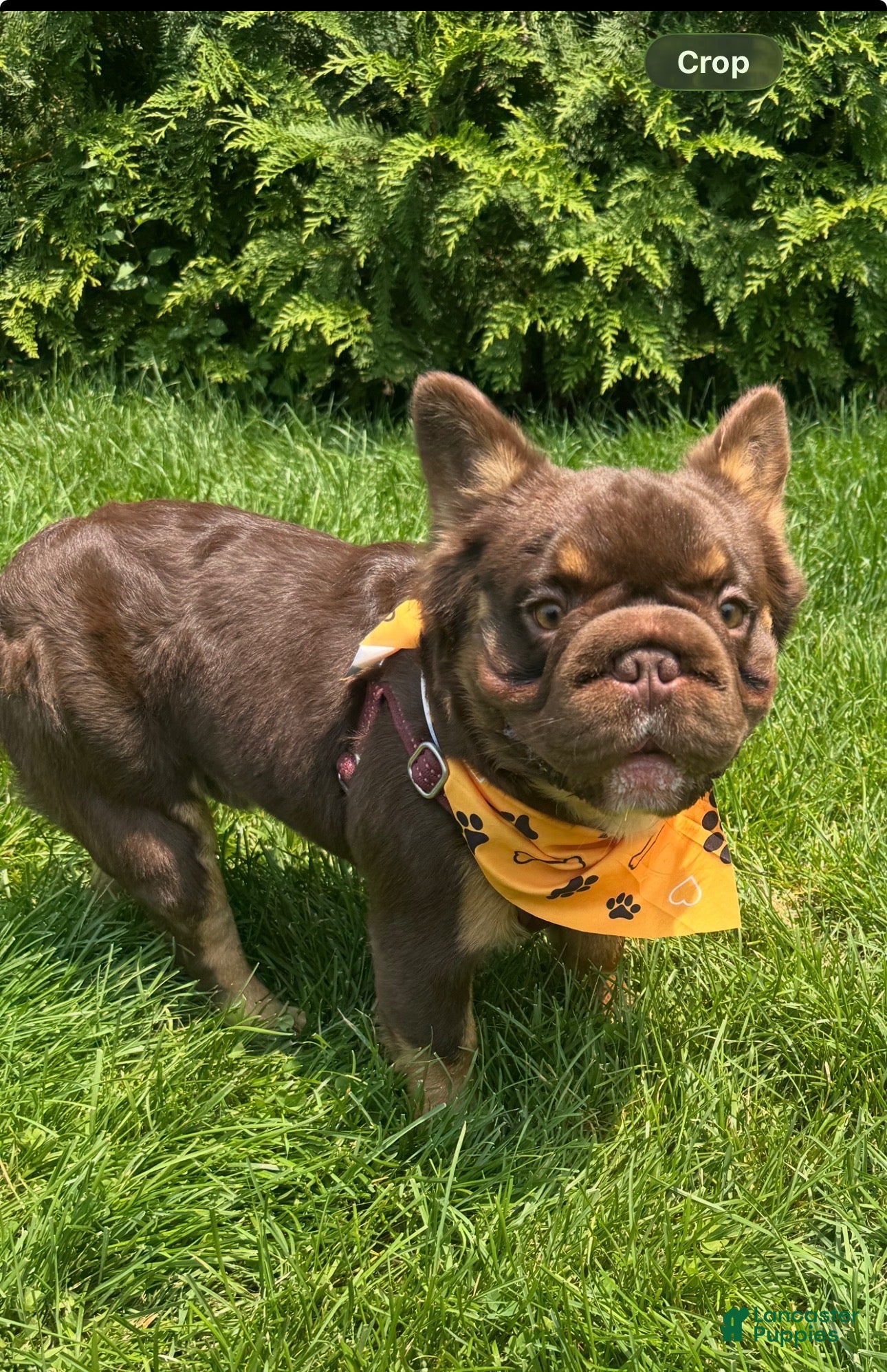 French Bulldog dogs French Bulldog 1 - Ad 1