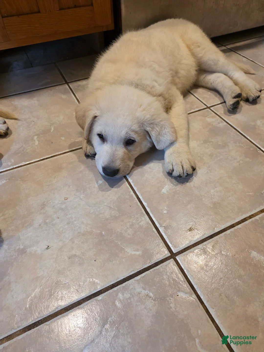 German Shepherd dogs for sale: German Shepherd Puppy 3 - Ad 1