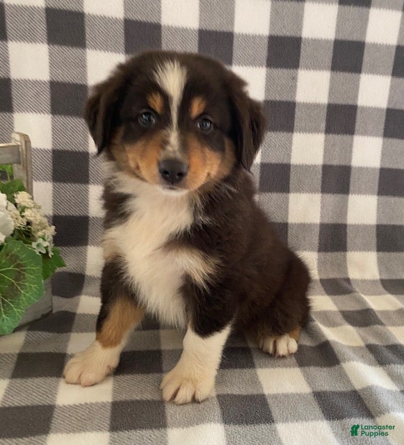 Australian Shepherd dogs Sandy - Ad 1