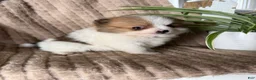 Pomeranian dogs for sale: Caleb - Ad 22