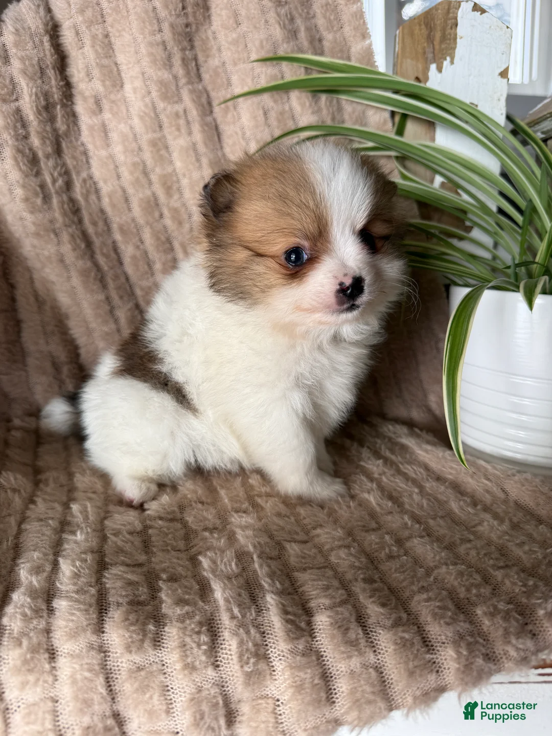Pomeranian dogs for sale: Caleb - Ad 22