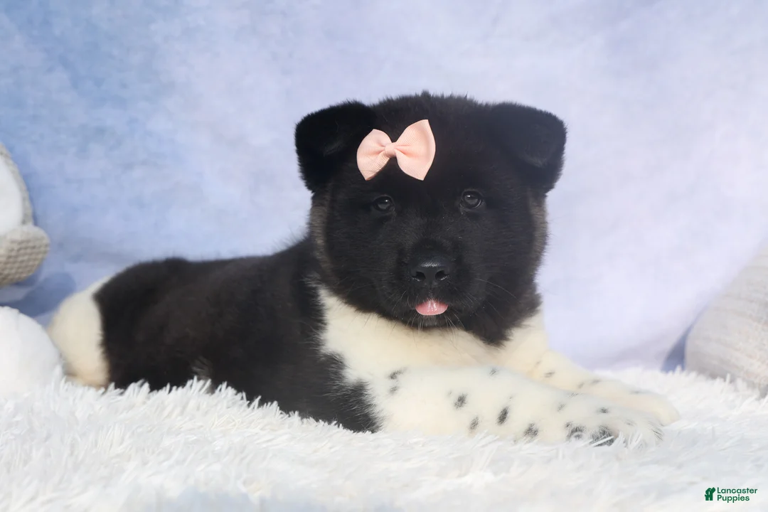 Akita dogs for sale: Olive - Ad 28