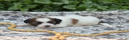 Teddy Bear dogs for sale: Fritter - Ad 7
