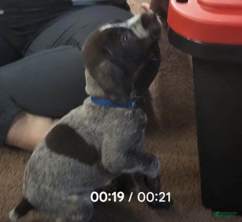 German Shorthaired Pointer dogs German Shorthaired Pointer Puppy 1 - Ad 9
