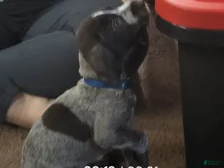 German Shorthaired Pointer dogs German Shorthaired Pointer Puppy 1 - Ad 9