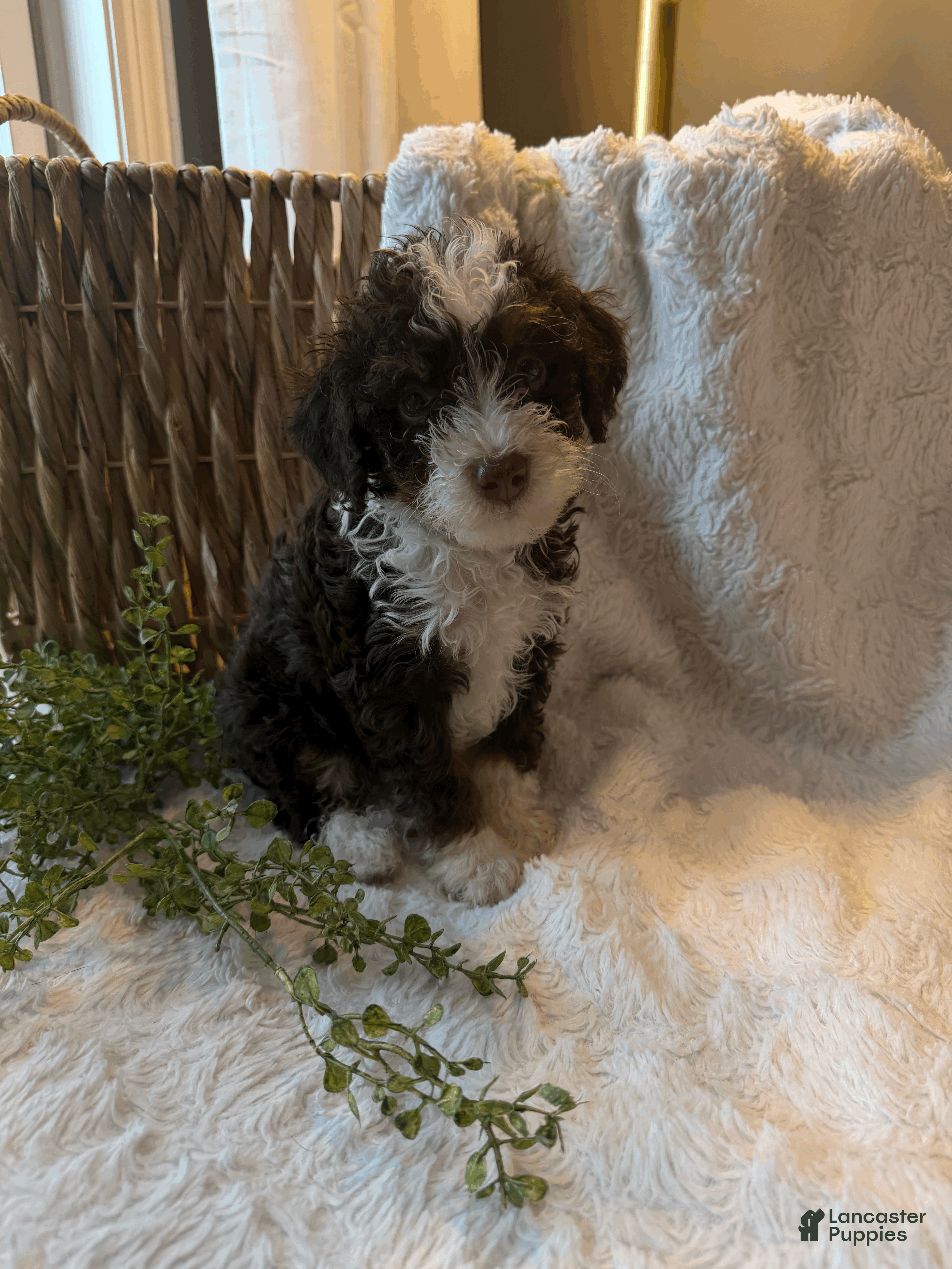 Mini Bernedoodle dogs Bentley - Ad 2