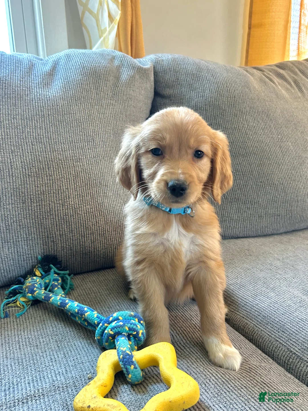 Golden Retriever dogs for sale: Sadie - Ad 1