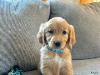 Golden Retriever dogs for sale: Sadie - Ad 4