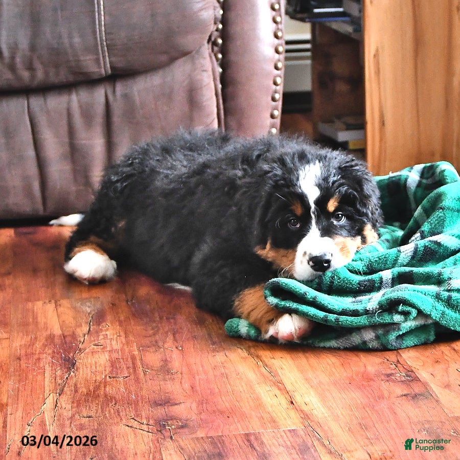 Bernese Mountain Dog dogs Creed - Ad 2