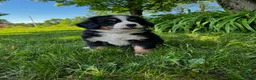 Bernese Mountain Dog dogs for sale: Roxy - Ad 4