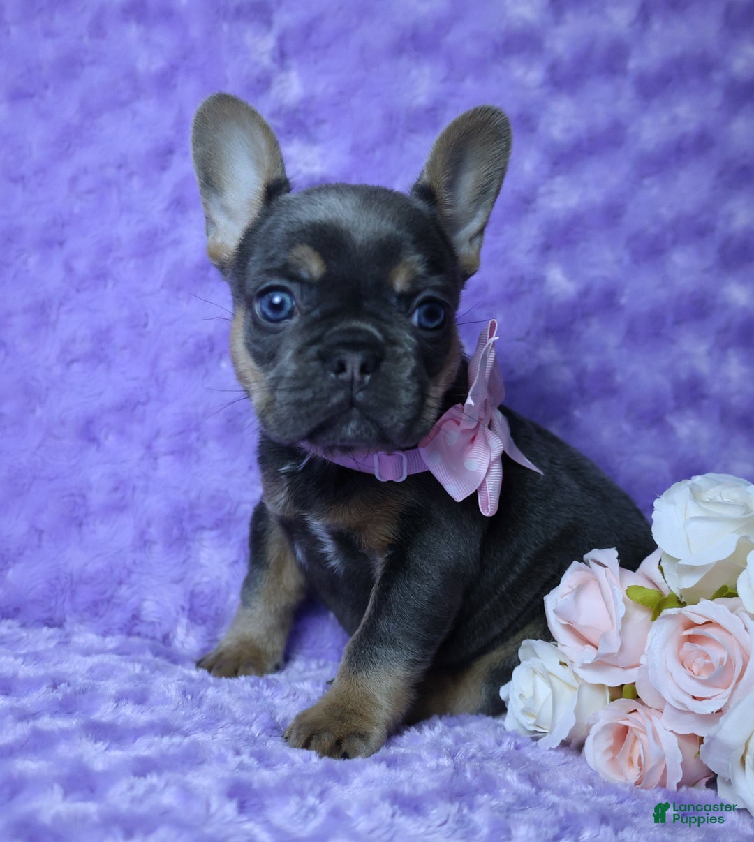 French Bulldog dogs for sale: French Bulldog Akc Health Tested Parents 2 - Ad 1