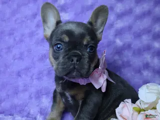 French Bulldog dogs French Bulldog Akc Health Tested Parents 2 - Ad 32