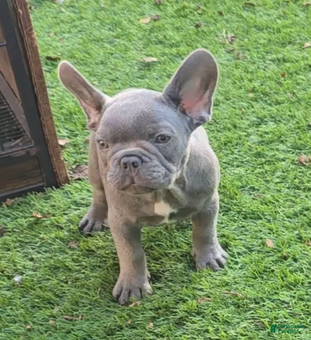 French Bulldog dogs for sale: Felix - Ad 2