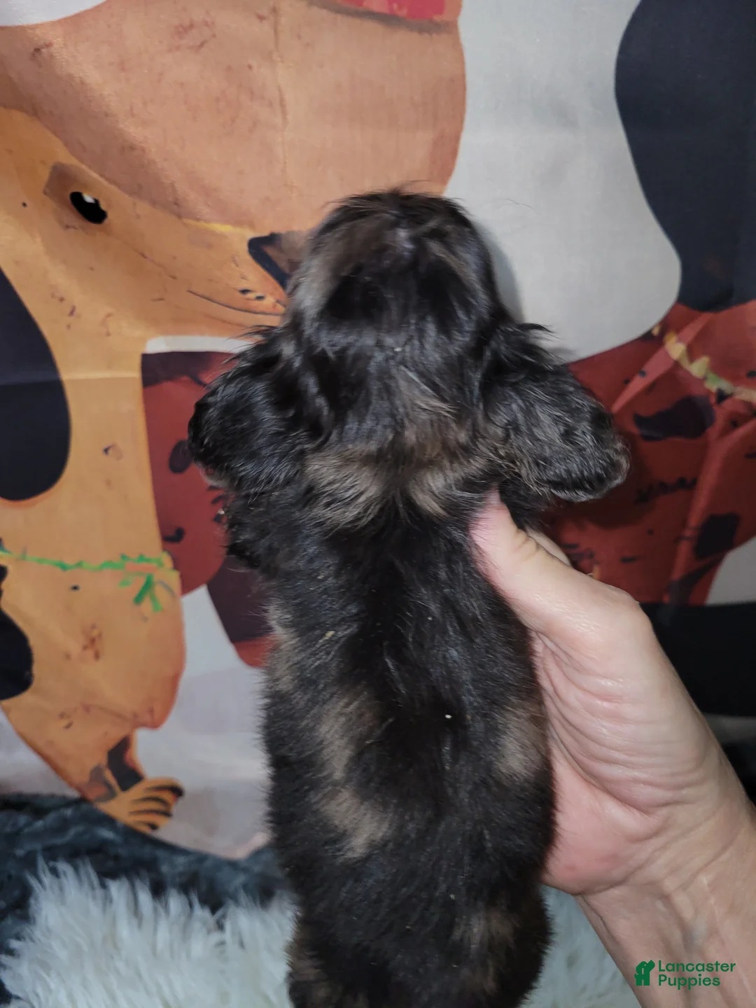 Miniature Dachshund dogs for sale: Ward - Ad 2