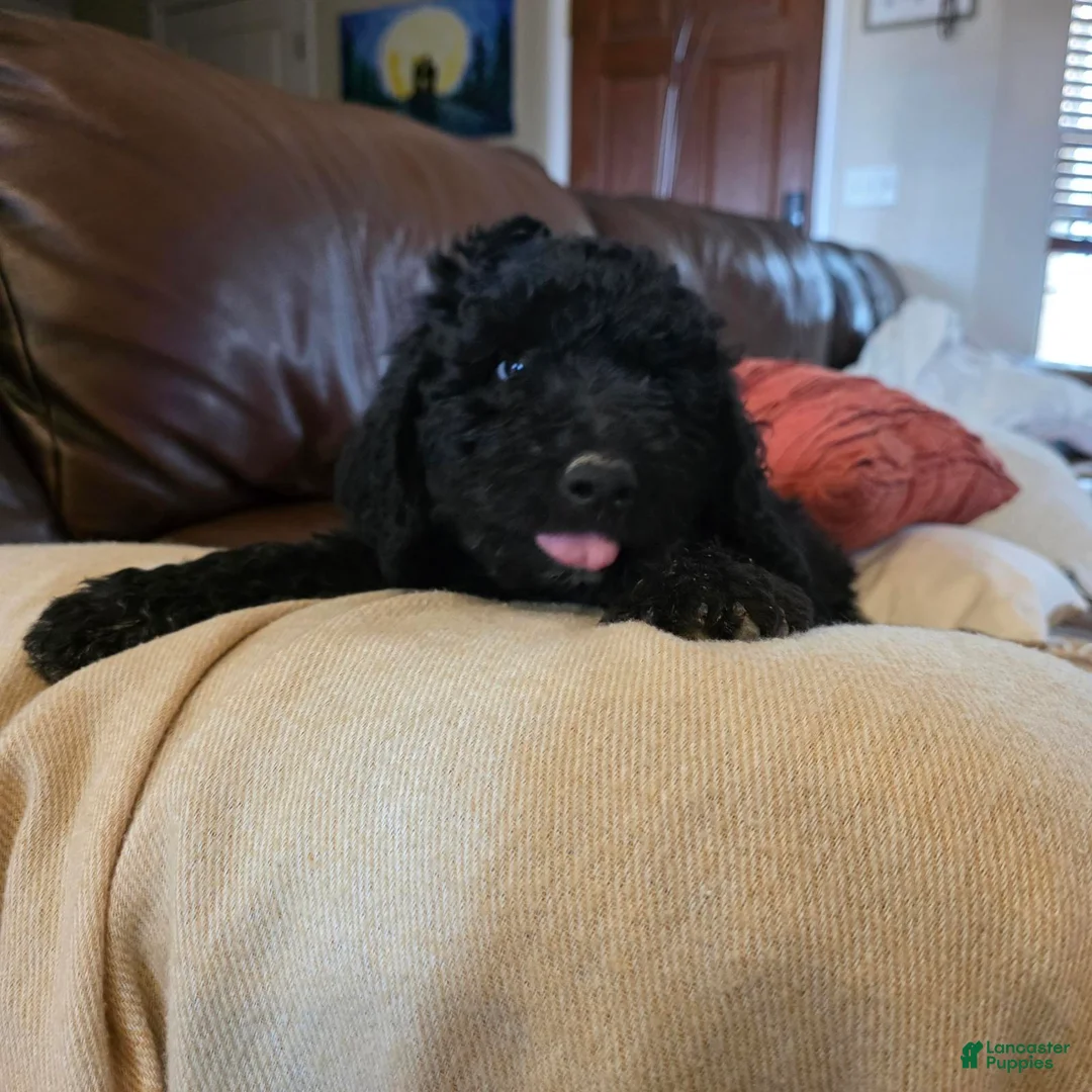 Mini Goldendoodle dogs for sale: Blue - Ad 5
