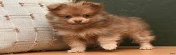 Pomeranian dogs for sale: Lucky - Ad 6
