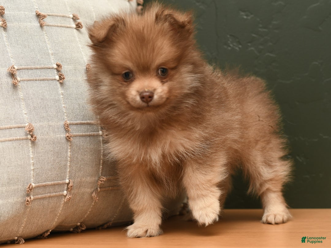 Pomeranian dogs for sale: Lucky - Ad 6