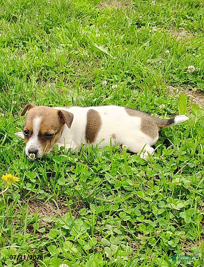 Jack Russell Terrier dogs Daisy - Ad 2