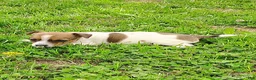 Jack Russell Terrier dogs for sale: Daisy - Ad 2