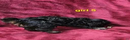 Toy Poodle dogs for sale: AKC Phantom girl 5 - Ad 6