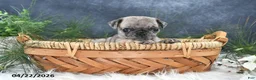 Pug dogs for sale: Gracelyn - Ad 1