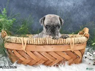 Pug dogs for sale: Gracelyn - Ad 2