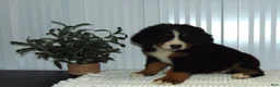 Bernese Mountain Dog dogs for sale: Callie - Ad 2
