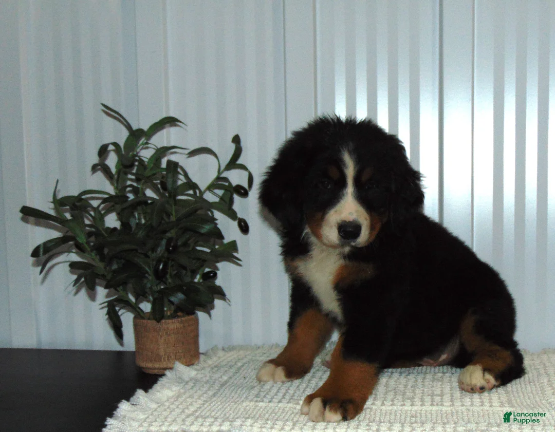 Bernese Mountain Dog dogs for sale: Callie - Ad 2