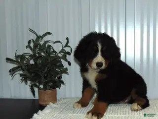 Bernese Mountain Dog dogs Callie - Ad 2