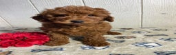 Mini Goldendoodle dogs for sale: Martin - Ad 4