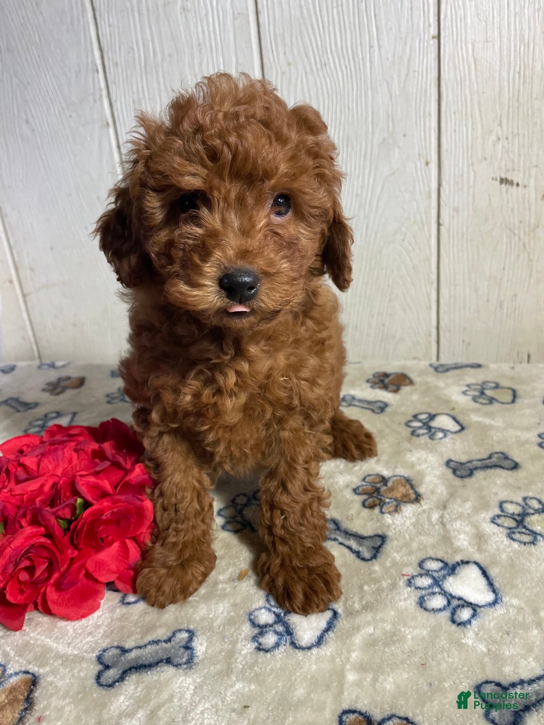Mini Goldendoodle dogs for sale: Martin - Ad 4