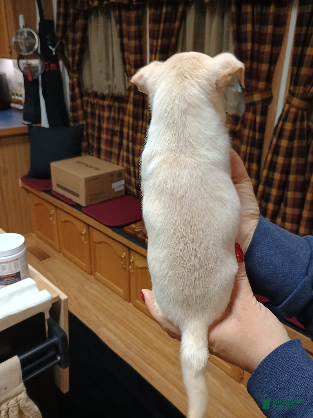 Chihuahua dogs for sale: Ziggy toy - Ad 8