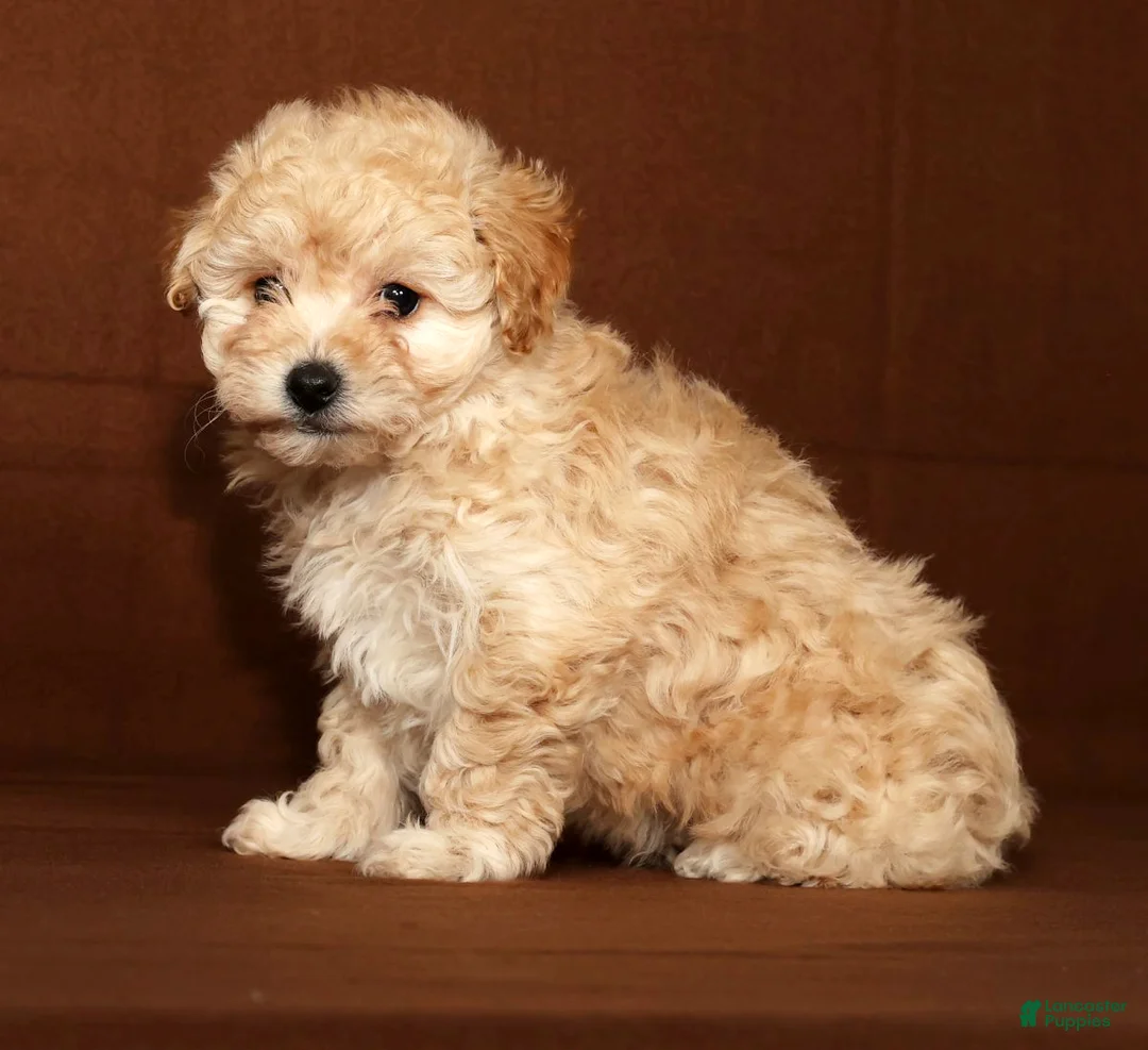 Bichpoo dogs for sale: Bailey - Ad 8