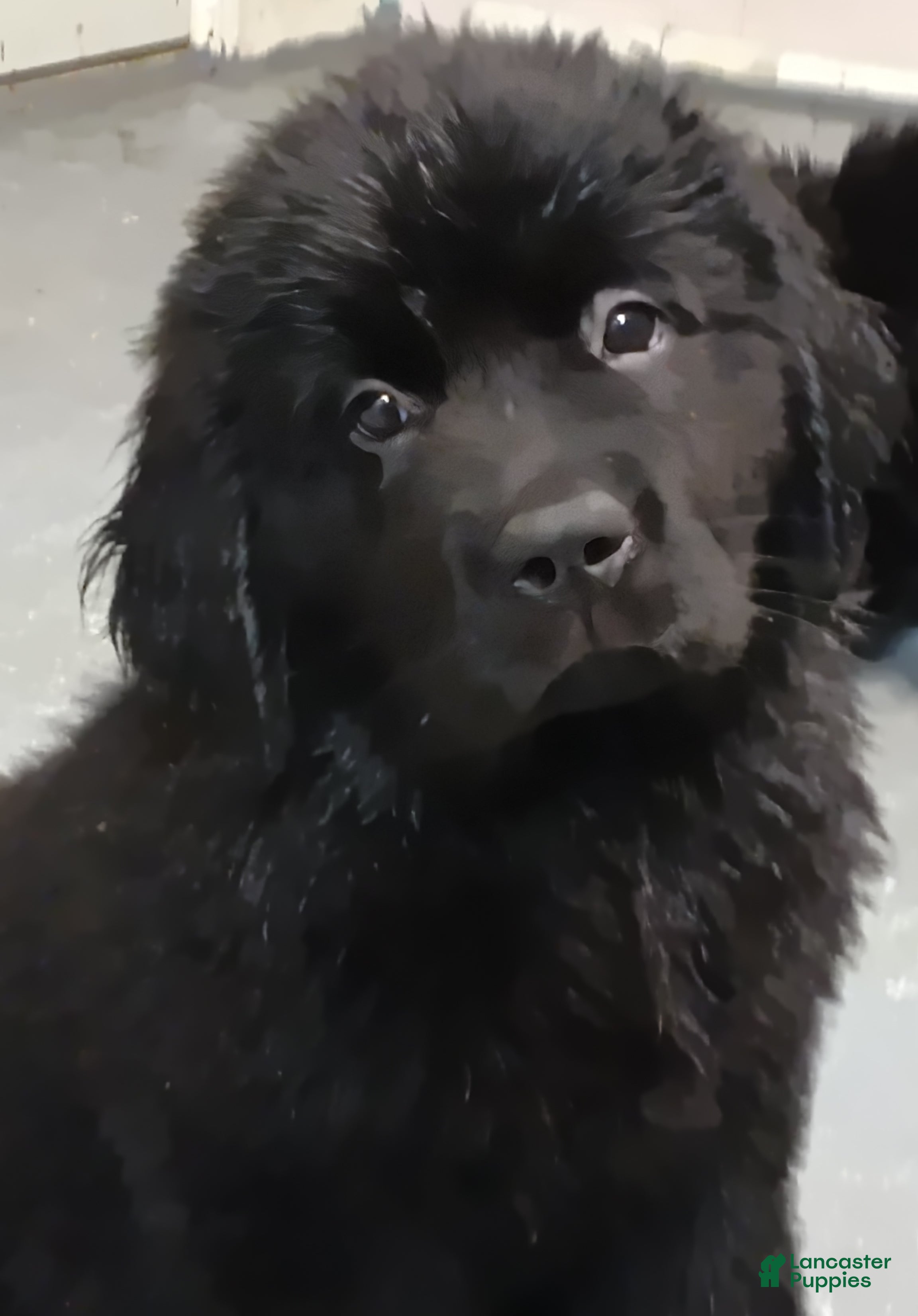 Newfoundland dogs Joey - Ad 1