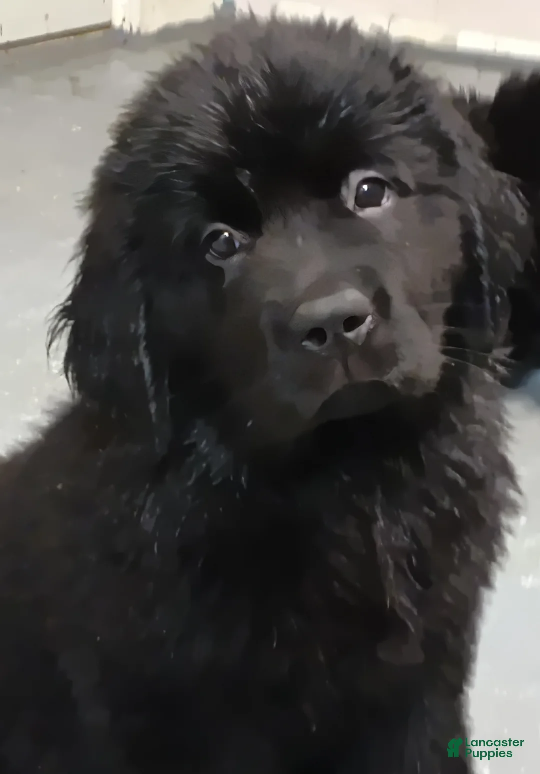Newfoundland dogs for sale: Joey - Ad 1