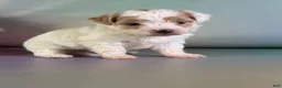 Maltipoo dogs for sale: Mater - Ad 5
