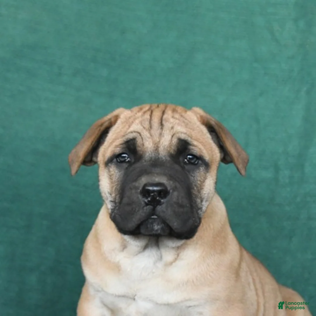 South African Boerboels dogs for sale: Archer - Ad 5