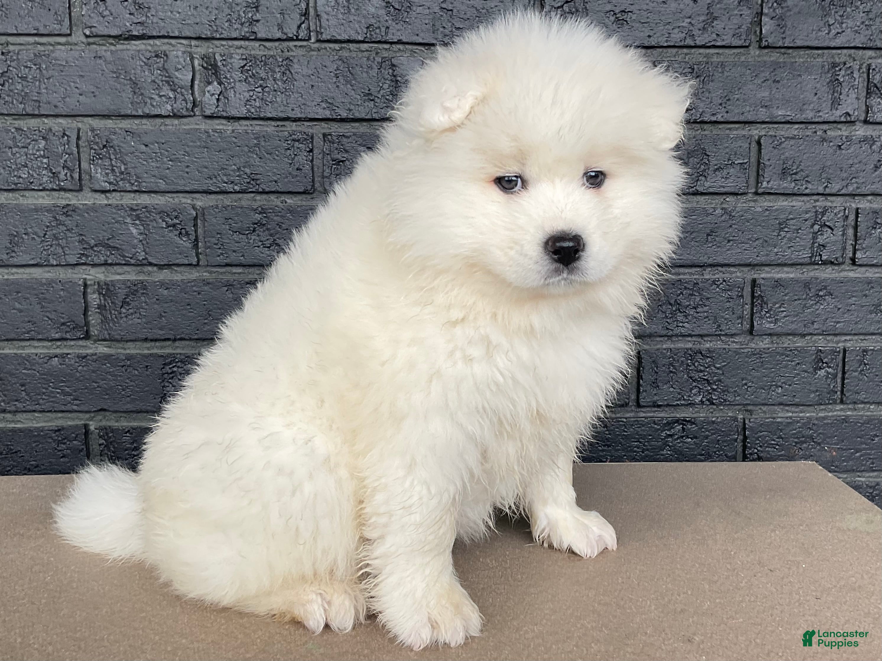 Samoyed dogs Callie  - Ad 1