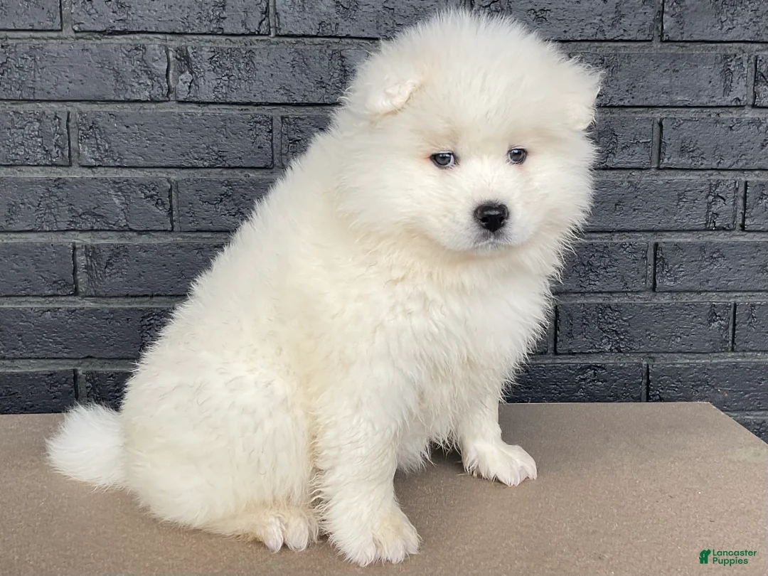 Samoyed dogs for sale: Callie  - Ad 1