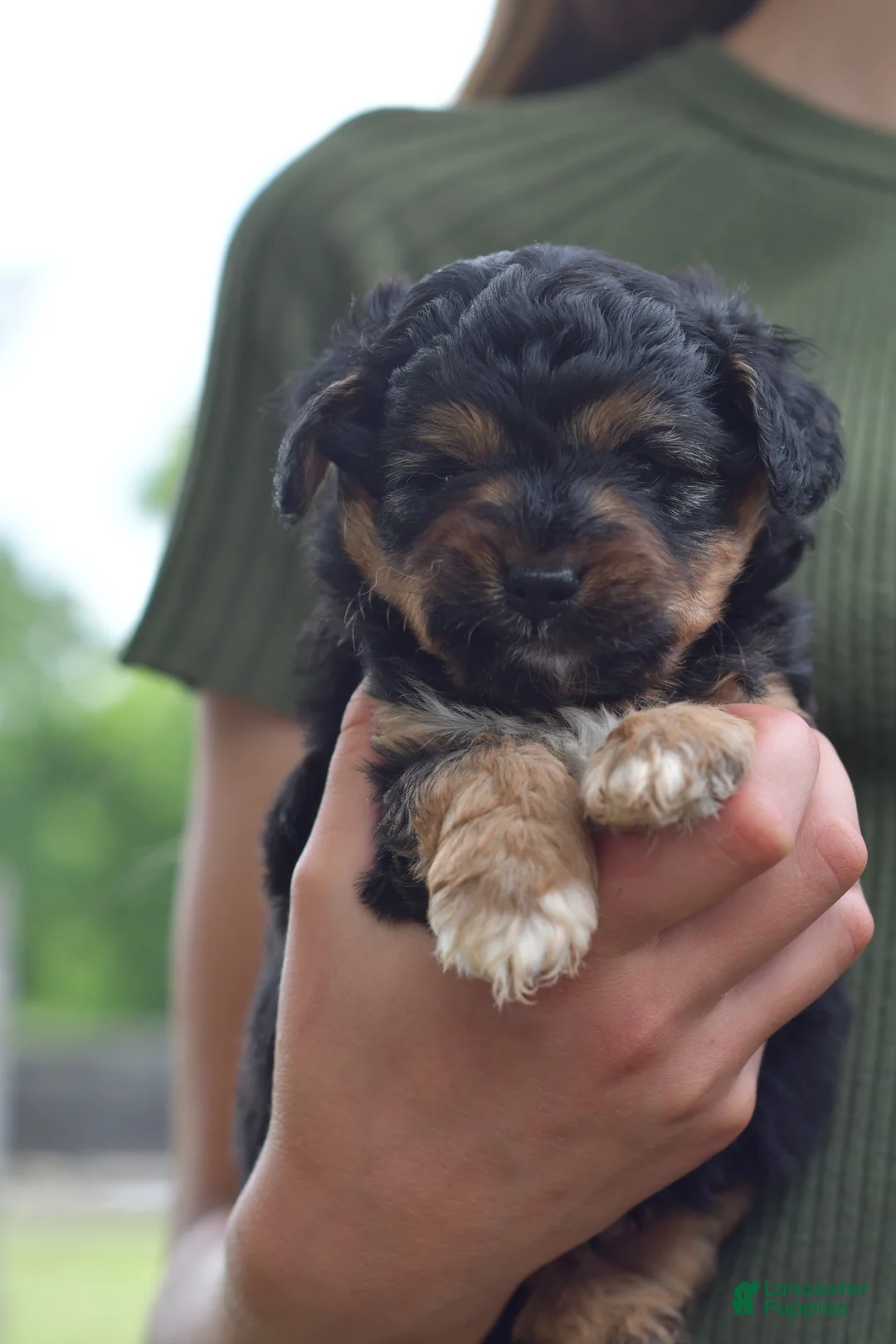 Aussiedoodle dogs for sale: Small fry - Ad 2