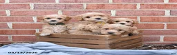 Maltipoo dogs for sale: Marty - Ad 5