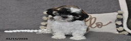 Shih Tzu dogs for sale: Cole - Ad 2