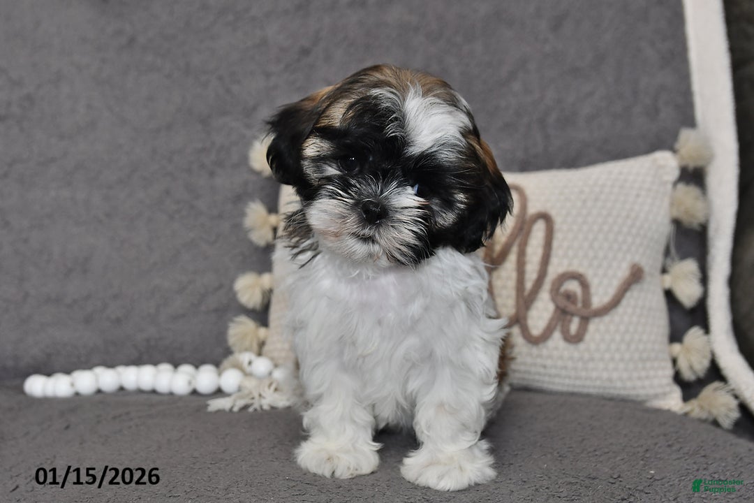 Shih Tzu dogs for sale: Cole - Ad 2