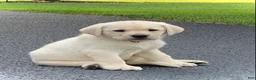 Labrador Retriever dogs for sale: Marie - Ad 6