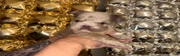 French Bulldog dogs for sale: Cali - Ad 8