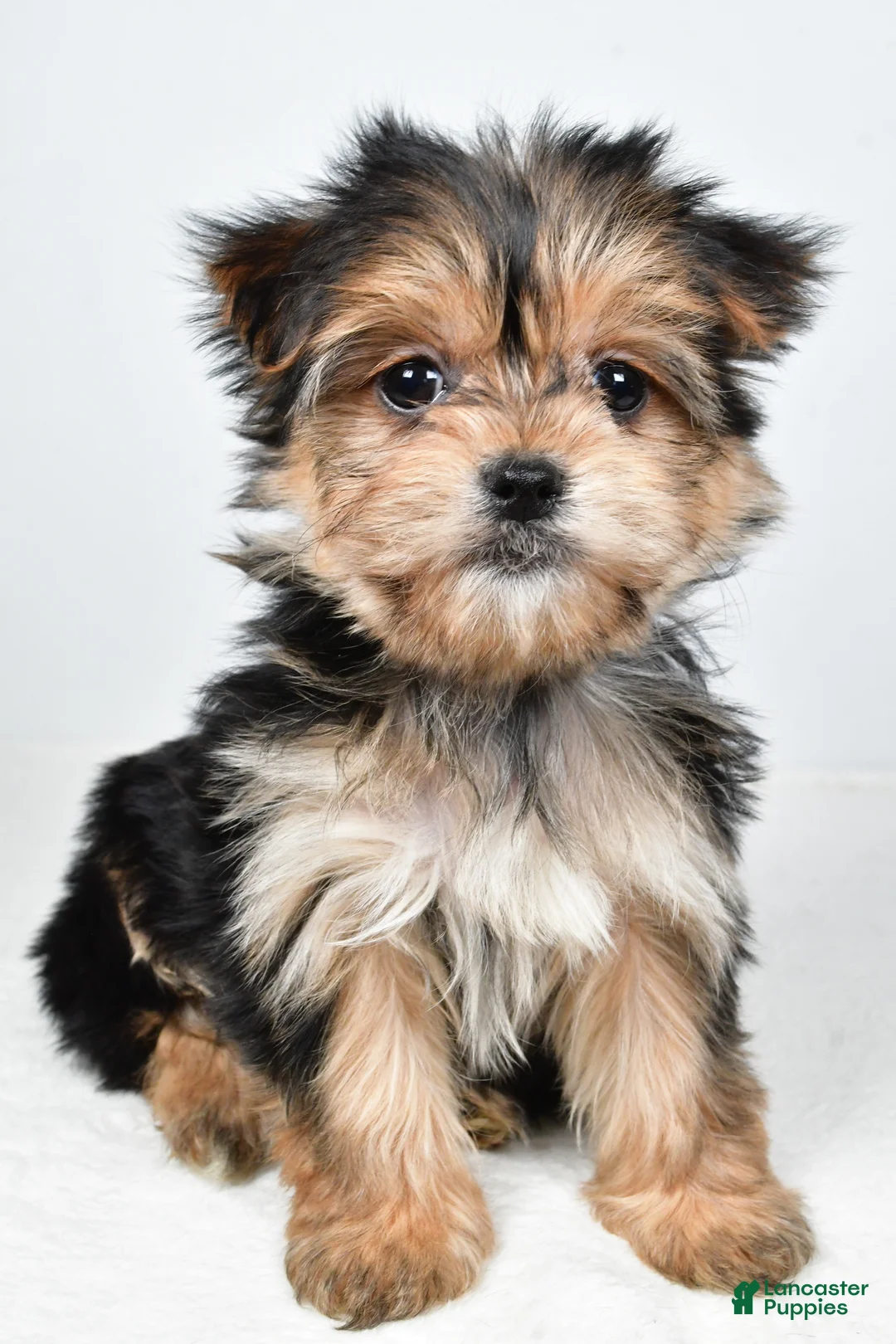 Morkie dogs for sale: Rita - Ad 10