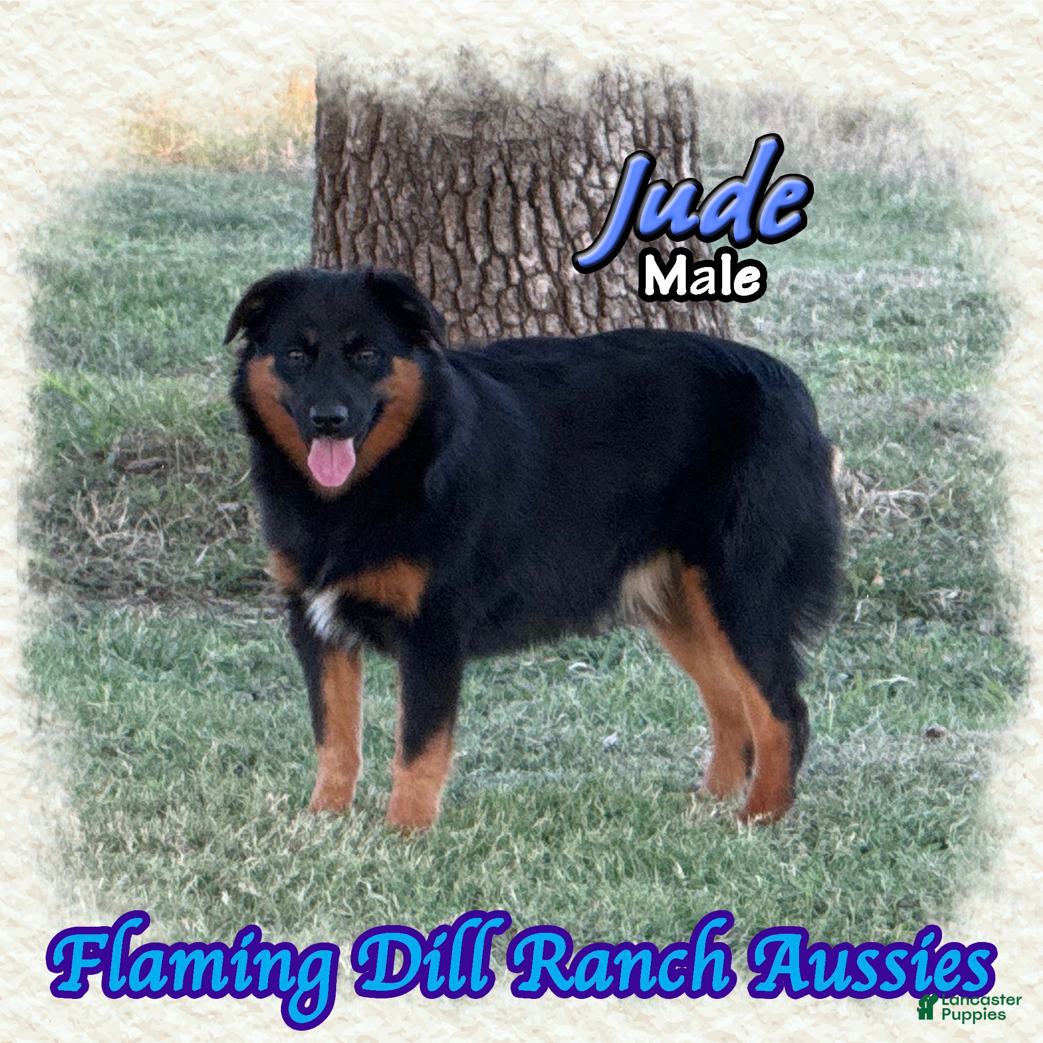Miniature Australian Shepherd dogs for sale: Jude - Ad 2
